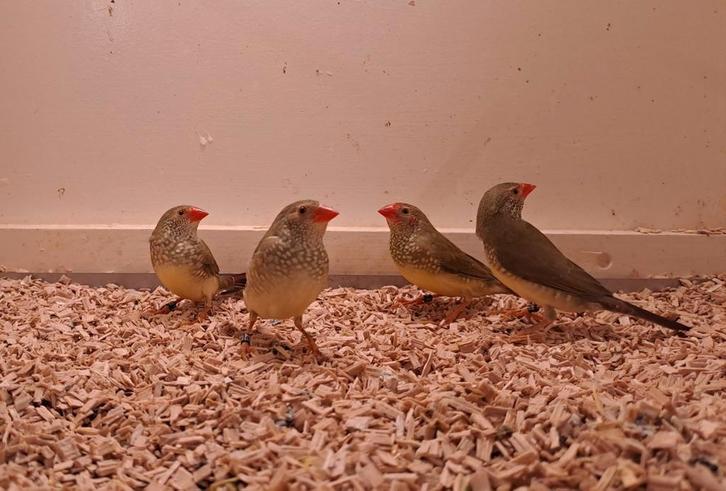 Twee binsen astrildes (2025) uit buitenvoliere, Dieren en Toebehoren, Vogels | Overige Vogels, Meerdere dieren, Geringd