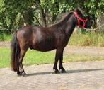Super leuke zwarte 2,5 jarige Shetlander ruin, Dieren en Toebehoren, Stalling en Weidegang