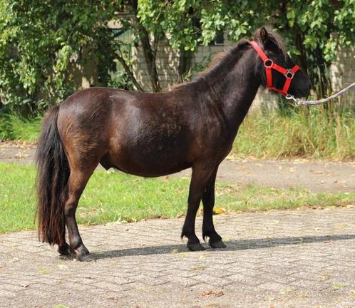 Super leuke zwarte 2,5 jarige Shetlander ruin, Dieren en Toebehoren, Stalling en Weidegang