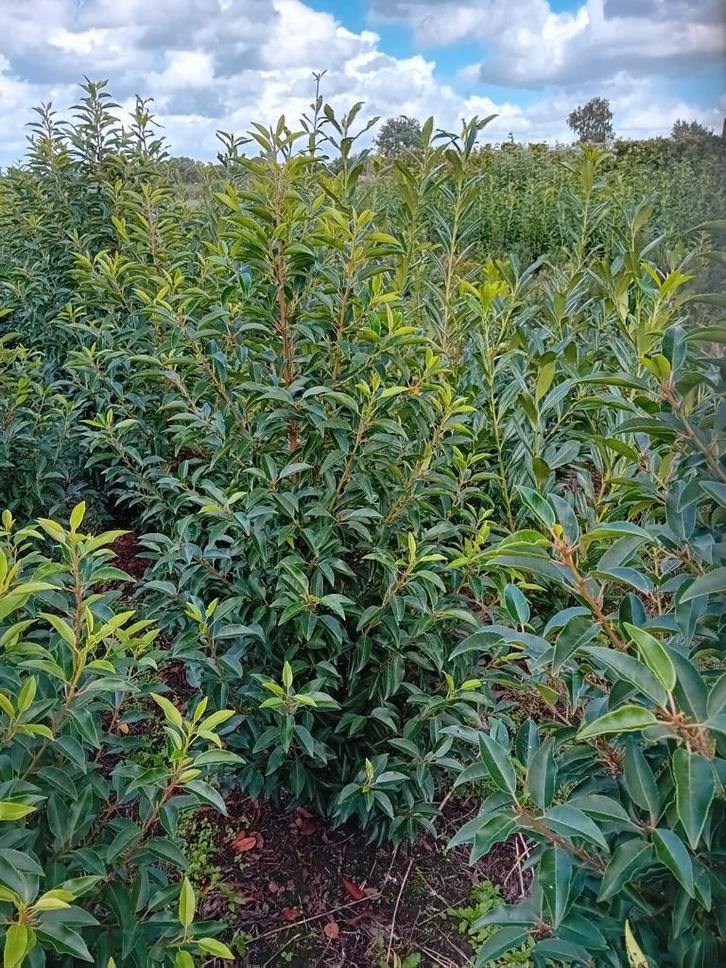 Portugese laurier Prunus lus. Angustifolia groenblijvend, Tuin en Terras, Planten | Struiken en Hagen, Laurier, 100 tot 250 cm