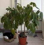 Plant schefflera, Ophalen, Halfschaduw