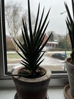 ANDERE SANSEVERIA, Ophalen, Overige soorten, Halfschaduw, Minder dan 100 cm