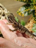 1 klein Dwerg baardagaampje  (Pogona Henrylawsoni), Dieren en Toebehoren, Hagedis
