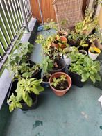 Diverse Planten Collectie voor Balkon/Tuin, Tuin en Terras, Planten | Tuinplanten, Ophalen, Vaste plant, Halfschaduw, Kruiden