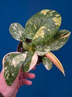Philodendron Congo Hybrid Variegata p12 (1), Ophalen of Verzenden, Halfschaduw, Minder dan 100 cm