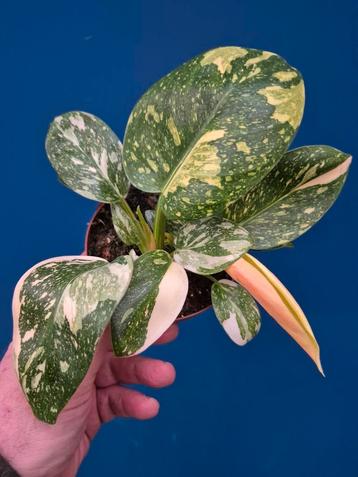 Philodendron Congo Hybrid Variegata p12 (1) beschikbaar voor biedingen