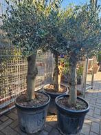 Olijfbomen diverse maten grillige stam, Tuin en Terras, Planten | Bomen, Volle zon, Ophalen of Verzenden, 100 tot 250 cm, Olijfboom