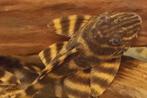 L398 panaqolus tankei pleco, Dieren en Toebehoren, Vissen | Aquariumvissen, Vis