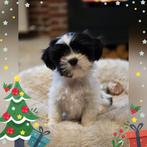 Prachtige sociale boomer pups!!, Dieren en Toebehoren, Honden | Chihuahua's en Gezelschapshonden, Overige rassen, 8 tot 15 weken