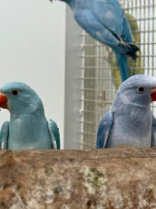 Jonge halsband parkiet / halsbandparkiet voor tam te maken, Dieren en Toebehoren, Vogels | Parkieten en Papegaaien, Parkiet, Meerdere dieren