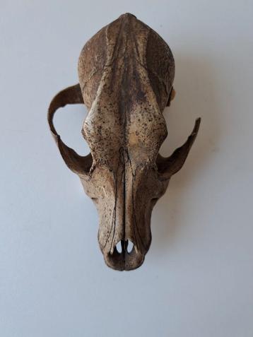 Antieke Hondenschedel - Taxidermie beschikbaar voor biedingen