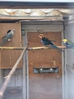 Rosella parkieten, Dieren en Toebehoren, Meerdere dieren, Parkiet, Geringd