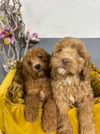 Labradoodle pups, medium, Dieren en Toebehoren, Honden | Retrievers, Spaniëls en Waterhonden, Nederland, Overige rassen, 8 tot 15 weken