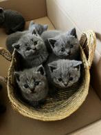 Prachtige Britse Korthaar kittens 😍, Dieren en Toebehoren, Katten en Kittens | Raskatten | Korthaar, Meerdere dieren, Ontwormd