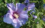 Uit de biologische moestuin: Paarse hibiscus, zaden., Ophalen of Verzenden, Voorjaar, Halfschaduw, Zaad