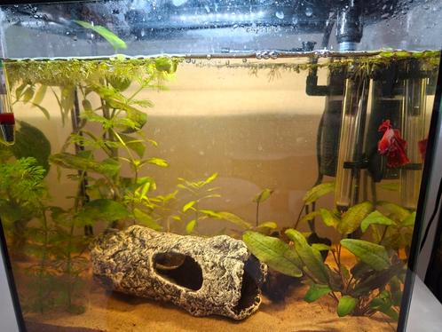 Kant en klare aquarium met betta, Dieren en Toebehoren, Vissen | Aquaria en Toebehoren, Zo goed als nieuw, Ophalen