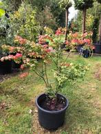 Kardinaalsmuts / euonymus japonicus staat in de kuip, Vaste plant, Halfschaduw, Zomer, Ophalen