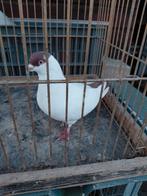 Sierduiven, Dieren en Toebehoren, Meerdere dieren, Kropper