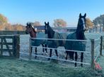 Bucas dekens atlantic 200gr., Dieren en Toebehoren, Paarden en Pony's | Dekens en Dekjes, Ophalen of Verzenden, Zo goed als nieuw