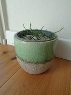 KORAALCACTUS Rhipsalis in groen wit potje kamer plant, Huis en Inrichting, Kamerplanten, Verzenden, Overige soorten, Minder dan 100 cm