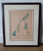 Oude botanische print 'Cystopteris fragilis'in mahonie lijst, Antiek en Kunst, Kunst | Litho's en Zeefdrukken, Ophalen of Verzenden
