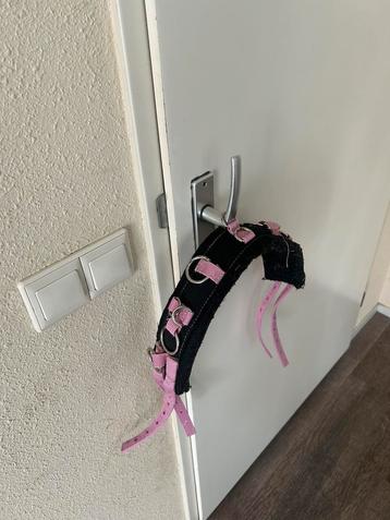 longeersingel maat mini/shetlander beschikbaar voor biedingen