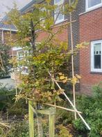 Groene Leibeuk - Stamhoogte 120cm, Tuin en Terras, Planten | Bomen, Bloeit niet, Leiboom, 100 tot 250 cm, Ophalen