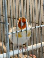 major putters, Dieren en Toebehoren, Vogels | Overige Vogels, Meerdere dieren, Wildzangvogel