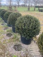 Taxusbollen leverbaar tot 200 cm doorsnede. Vanaf euro 35,-., Overige soorten, Volle zon, Vaste plant, Ophalen of Verzenden
