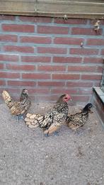 Sebright citroen/zwart gezoomd, Dieren en Toebehoren, Pluimvee, Meerdere dieren, Kip
