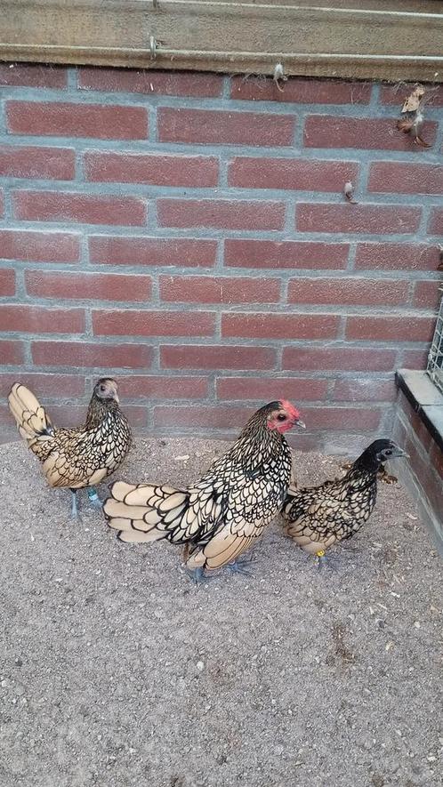 Sebright citroen/zwart gezoomd, Dieren en Toebehoren, Pluimvee, Kip, Meerdere dieren