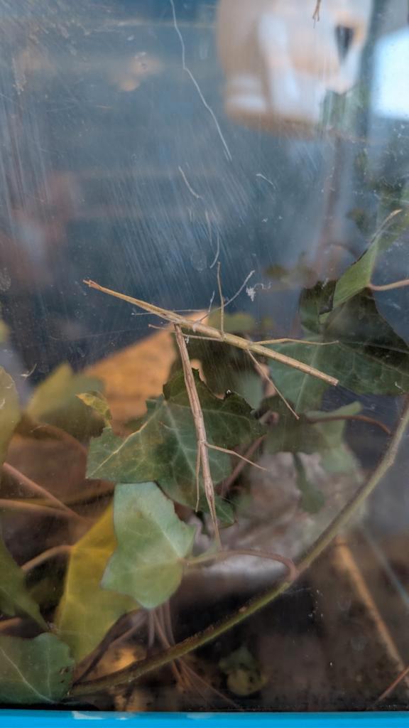 Wandelende takken, Dieren en Toebehoren, Insecten en Spinnen, Wandelende tak