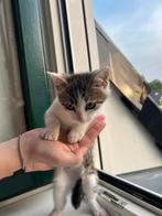 Hele lieve kitten 8 weken oud, Dieren en Toebehoren, Katten en Kittens | Overige Katten, Kater, Kortharig, 0 tot 2 jaar