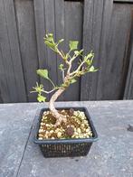 Ginkgo Biloba Prebonsai, Tuin en Terras, Ophalen of Verzenden, Zomer, Volle zon