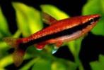 Nannostomus beckfordi - Potloodvis - Koidream Valburg, Dieren en Toebehoren, Vissen | Aquariumvissen, Vis, Zoetwatervis
