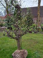 34 jaar oude conference perenbomen te koop, Lente, Volle zon, Ophalen of Verzenden