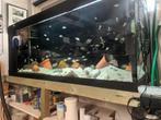 div aquaria en vis bestand, Dieren en Toebehoren, Ophalen, Gebruikt, Gevuld zoetwateraquarium