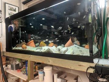  div aquaria en vis bestand beschikbaar voor biedingen