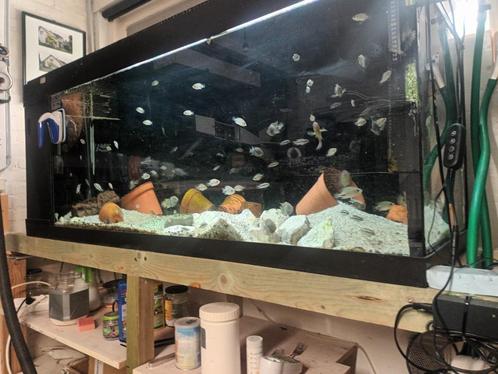 div aquaria en vis bestand, Dieren en Toebehoren, Vissen | Aquaria en Toebehoren, Gebruikt, Gevuld zoetwateraquarium, Ophalen