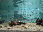 Kardinaal tetra, Paracheirodon axelrodi, Vis, Zoetwatervis