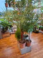 Phoenix Roebelinni (dwergdadelpalm), Overige soorten, In pot, 150 tot 200 cm, Groene kamerplant