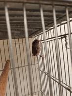 Te koop edelzanger  man, Dieren en Toebehoren, Vogels | Overige Vogels, Mannelijk, Tropenvogel