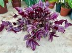Tradescantia Violet Hill - Kamerplant, Overige soorten, In pot, Minder dan 100 cm, Groene kamerplant
