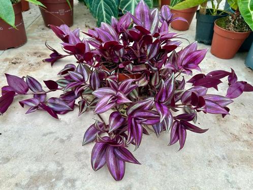 Tradescantia Violet Hill - Kamerplant, Huis en Inrichting, Kamerplanten, Overige soorten, Minder dan 100 cm, Groene kamerplant