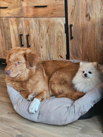Toller mix met australian Shepherd  beschikbaar voor biedingen