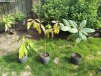 3 avocadoplanten in mooie potten, Huis en Inrichting, Kamerplanten, Ophalen, Overige soorten, Minder dan 100 cm