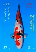 Sakai Sanke Japense koi Karper, Karper of Koi