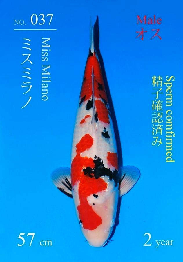 Sakai Sanke Japense koi Karper, Dieren en Toebehoren, Vissen | Vijvervissen, Karper of Koi