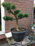 Lariks bonsai, Ophalen, Bloeit niet, Halfschaduw, Overige soorten