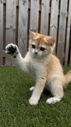 Britse korthaar gouden / British shorthair golden kittens, Meerdere dieren, Gechipt, 0 tot 2 jaar